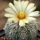 Cactus Astrophytum: types et subtilités de culture