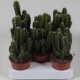 Cereus kaktus: typy a péče doma