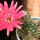 Echinopsis kaktus: typer og pleje derhjemme