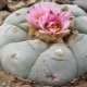 Lofofora kaktus: funktioner, typer og dyrkning