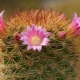 Cactus Mammillaria: tipi e sottigliezze di cura
