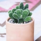 Cactus Opuntia: que es, tipos y cuidados en casa.