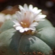 Cactussen zonder doornen: soorten en regels van zorg