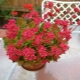 Kalanchoe Blossfeld: what features are different and how to care for it?