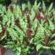 Calathea lansifolia: beschrijving, verzorging en bloeikenmerken