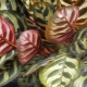 Calathea: features, varieties and care