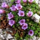 Arends' saxifrage: features, planting and care