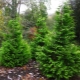 Cypress Lawson Elwoodi: descripción, plantación, cuidado y reproducción.