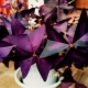 Oxalis violet: caractéristiques et règles de soins