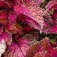 Coleus Blume: description of varieties, rules of care and methods of reproduction