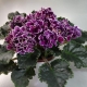 Macho violeta de interior: descripción y cultivo.