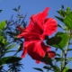 Indoor hibiscus: soorten, planten en verzorgen