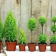 Indoor-Zypresse: Arten und Sorten, wie wird sie gepflegt?