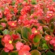 Begonias rojas: una descripción general de las variedades y las reglas de cultivo.