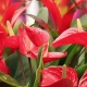 Rød anthurium: populære sorter og hjemmepleje
