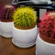 Ronde cactus: soort, beschrijving en teelt