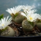 Lithops: species, reproduction and care