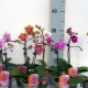 Mini orchideje: funkce a tipy na péči