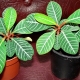 Euphorbia bílá žilnatá: popis a doporučení pro péči