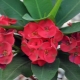 Euphorbia Mila: popis, rozmnožování, prořezávání a péče