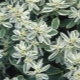 Euphorbia edged: výsadba a péče na otevřeném poli