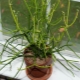 Euphorbia tirucalli: popis a péče doma