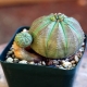 Euphorbia adipös: Beschreibung und Pflegeregeln