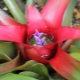 Neoregelia: features and rules of care