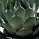 Overview of cacti with leaves