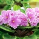Descriere violetele Primăvara și regulile de îngrijire