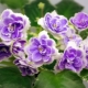Description des violettes Buckeye Seductress