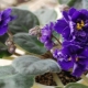 Description and cultivation of violets Chanson