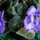 Popis a pěstování odrůdy modré dračí fialové