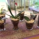 Orchideje v uzavřeném systému: klady a zápory, pravidla pěstování