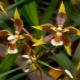 Orchidej Odontoglossum: popis a péče doma