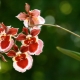 Orchidej oncidium: popis, druhy a péče