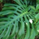 Features of breeding monstera at home