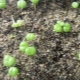 Vlastnosti pěstování lithopsů ze semen doma