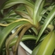 For what reasons do chlorophytum leaves turn yellow and how to treat it?