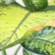 Waarom worden dieffenbachia-bladeren geel?