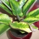 Why do Calathea leaves dry and how to treat it?