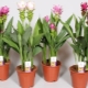 Kurkuma-Pflanze: Was ist das, wächst zu Hause