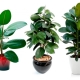 Reproduction of rubber ficus at home