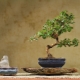 Petua menanam bonsai carmona