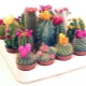 Patria de cactus de interior