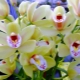 How long does an orchid bloom and how to prolong its bloom?