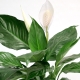 Spathiphyllum Cupido: popis, podtřídění a péče