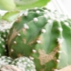 Metody řešení chorob a škůdců kaktusů