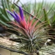 Tillandsia atmospheric: types, rules of care and methods of reproduction