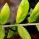 Zamiokulkas-Blätter werden gelb: Ursachen und Behandlungsregeln